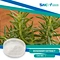 Rosemary extracts are produced from Rosmarinus with subsequent extraction and standardisation ensuring consistency of quality.
